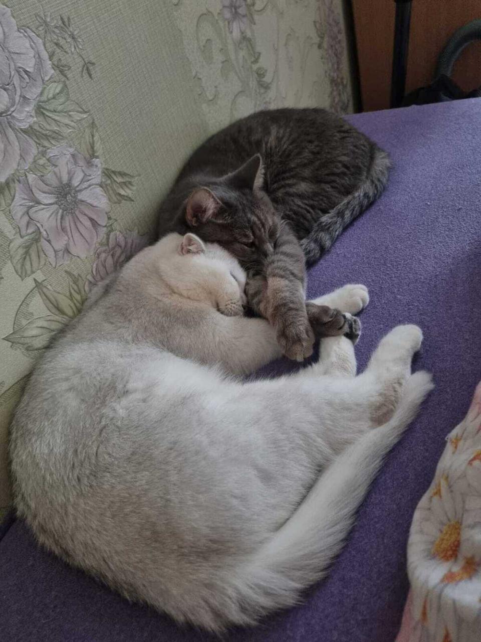 Фото Новосибирцы обняли кошек в честь праздника 6